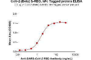 ELISA plate pre-coated by 2 μg/mL (100 μL/well) SARS-CoV-2 (Beta) S protein RBD, hFc Tag (ABIN7455404, ABIN7490625 and ABIN7490627) can bind Anti-SARS-CoV-2 RBD antibody (DM55), Rabbit mAb (ABIN6964063, ABIN7272681 and ABIN7289670) in a linear range of 0.
