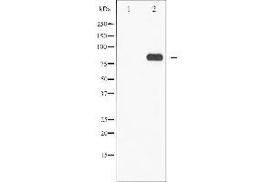 Western blot analysis of STAT5A/B phosphorylation expression in EGF treated Jurkat whole cell lysates,The lane on the left is treated with the antigen-specific peptide.