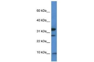 Western Blot showing Mrps33 antibody used at a concentration of 1.