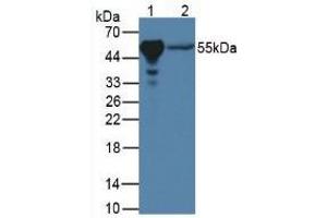 Figure. (PPARG anticorps  (AA 311-493))