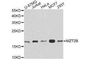 Western blot analysis of extracts of various cell lines, using MZT2B antibody. (MZT2B anticorps  (AA 1-158))