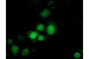 Anti-PNMT mouse monoclonal antibody (ABIN2454517) immunofluorescent staining of COS7 cells transiently transfected by pCMV6-ENTRY PNMT (RC206586). (PNMT anticorps)