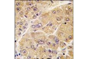 Image no. 1 for anti-Sclerostin (SOST) (AA 141-171), (Middle Region) antibody (ABIN358752)