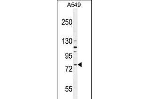 FZD6 Antibody (Center) (ABIN654962 and ABIN2844601) western blot analysis in A549 cell line lysates (35 μg/lane). (FZD6 anticorps  (AA 493-520))