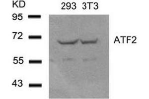 Image no. 4 for anti-Activating Transcription Factor 2 (ATF2) (Ser44), (Ser62) antibody (ABIN197144) (ATF2 anticorps  (Ser44, Ser62))