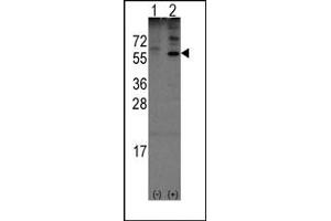 Image no. 1 for anti-Olfactomedin 1 (OLFM1) (N-Term) antibody (ABIN357853) (Olfactomedin 1 anticorps  (N-Term))