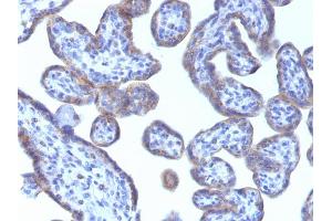 Formalin-fixed, paraffin-embedded human Placenta stained with Adipophilin Mouse Monoclonal Antibody (ADFP/1493). (ADRP anticorps  (AA 249-376))