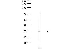 Western blot analysis of lysates from  cells(LPS,4h treatment), using Phospho-CDK1/CDC2 (Thr14) Antibody at 1/1000 dilution.
