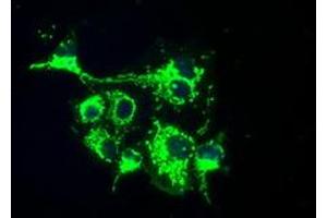 Image no. 5 for anti-Fumarylacetoacetate Hydrolase Domain Containing 2A (FAHD2A) antibody (ABIN1498183) (FAHD2A anticorps)