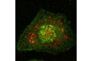 Confocal immunofluorescence analysis of Hela cells using Calnexin mouse mAb (green). (Calnexin anticorps)
