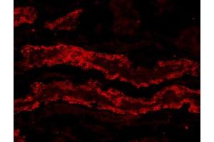 ABIN190837 (20µg/ml) staining of PFA-perfused cryosection of Porcine Kidney.
