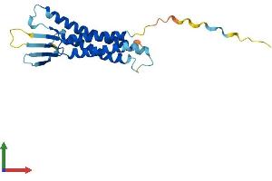 AlphaFold protein structure predicition of Human Recombinant CLDN1 Protein, UniprotID O95832