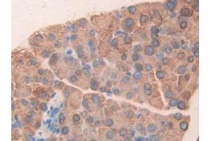 IHC-P analysis of Mouse Pancreas Tissue, with DAB staining. (CUZD1 anticorps  (AA 291-545))