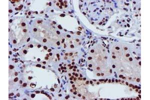 Image no. 3 for anti-Glutathione S-Transferase theta 2 (GSTT2) antibody (ABIN1498553) (GSTT2 anticorps)