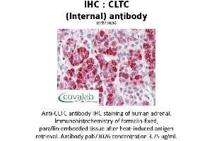 Image no. 1 for anti-Clathrin Heavy Chain (CLTC) (C-Term), (Internal Region) antibody (ABIN1733162) (Clathrin Heavy Chain (CLTC) (C-Term), (Internal Region) anticorps)