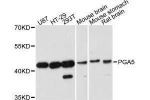 Western blot analysis of extracts of various cell lines, using PGA5 antibody. (PGA5 anticorps  (AA 63-180))
