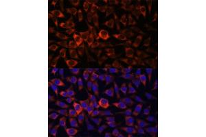 Immunofluorescence analysis of L929 cells using HEBP2 antibody (ABIN7267604) at dilution of 1:100.