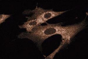 Immunofluorescence staining of WI-38 cells (Human lung fibroblasts, ATCC CCL-75).