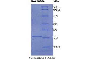 SDS-PAGE analysis of Rat NOS1 Protein.
