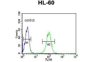 BPI Antibody (Center) flow cytometric analysis of HL-60 cells (right histogram) compared to a negative control cell (left histogram). (BPI anticorps  (Middle Region))