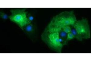 Image no. 1 for anti-CD19 Molecule (CD19) antibody (ABIN1497185)