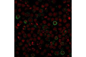 Confocal Immunofluorescence image of Raji cells using CD86 Mouse Monoclonal Antibody (C86/1146) followed by goat anti-Mouse IgG conjugated with CF488 (green).