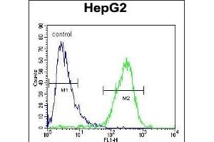 ZC12A Antibody (Center) (ABIN654931 and ABIN2844574) flow cytometric analysis of HepG2 cells (right histogram) compared to a negative control cell (left histogram). (ZC3H12A anticorps  (AA 331-358))