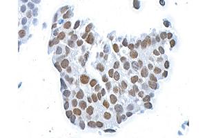 Immunocytochemistry (ICC) image for anti-BMI1 Polycomb Ring Finger Oncogene (BMI1) (AA 250-300) antibody (ABIN7455106)