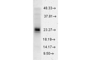 Western blot analysis of Human HeLa cell lysates showing detection of HSP27 protein using Rabbit Anti-HSP27 Polyclonal Antibody . (HSP27 anticorps  (PE))