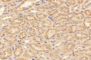 Immunohistochemistry analysis of paraffin-embedded mouse kidney using,RISC (ABIN7075546) at dilution of 1: 4000 (SCPEP1 anticorps)