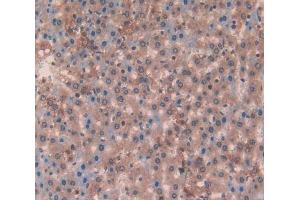 Used in DAB staining on fromalin fixed paraffin- embedded liver tissue (Laminin beta 3 anticorps  (AA 503-738))