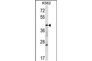 Western blot analysis in K562 cell line lysates (35ug/lane). (MAFA anticorps  (C-Term))