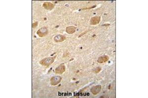 CNGA4 Antibody immunohistochemistry analysis in formalin fixed and paraffin embedded human brain tissue followed by peroxidase conjugation of the secondary antibody and DAB staining. (CNGA4 anticorps  (N-Term))