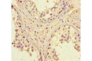 Immunohistochemistry of paraffin-embedded human testis tissue using ABIN7150116 at dilution of 1:100