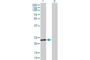 Western Blot analysis of GSTA4 expression in transfected 293T cell line by GSTA4 MaxPab polyclonal antibody.