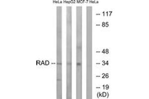 Western blot analysis of extracts from HeLa/HepG2/MCF-7 cells, using RAD Antibody. (RRAD anticorps  (AA 41-90))