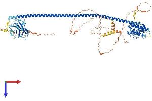 AlphaFold protein structure predicition of Human Recombinant UVRAG Protein, UniprotID Q9P2Y5