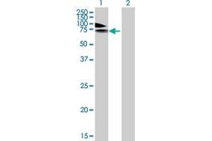 Western Blot analysis of PDE4A expression in transfected 293T cell line by PDE4A MaxPab polyclonal antibody. (PDE4A anticorps  (AA 1-647))