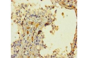 Immunohistochemistry of paraffin-embedded human testis tissue using ABIN7165887 at dilution of 1:100 (SGK196 anticorps  (AA 44-350))