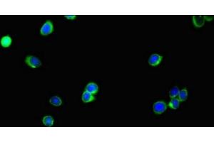 Immunofluorescent analysis of HepG2 cells using ABIN7174607 at dilution of 1:100 and Alexa Fluor 488-congugated AffiniPure Goat Anti-Rabbit IgG(H+L) (SLC35A2 anticorps  (AA 136-234))