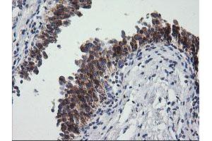 Image no. 2 for anti-Prostaglandin E Synthase 2 (PTGES2) antibody (ABIN1500491) (PTGES2 anticorps)