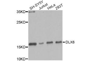 Western blot analysis of extracts of various cell lines, using DLX6 Antibody (ABIN2736646) at 1:1000 dilution. (DLX6 anticorps)