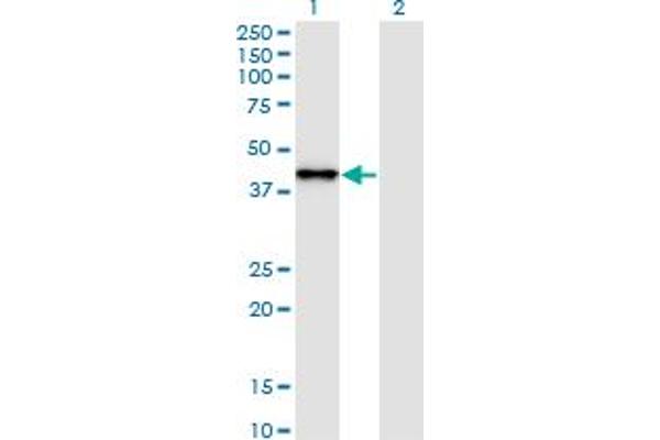 SNAPC2 anticorps  (AA 16-114)