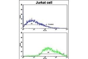 Flow cytometric analysis of jurkat cells using COG4 Antibody (C-term)(bottom histogram) compared to a negative control cell (top histogram). (COG4 anticorps  (C-Term))