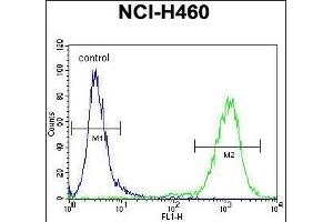 MIER2 Antibody (N-term) (ABIN655124 and ABIN2844753) flow cytometric analysis of NCI- cells (right histogram) compared to a negative control cell (left histogram). (MIER2 anticorps  (N-Term))