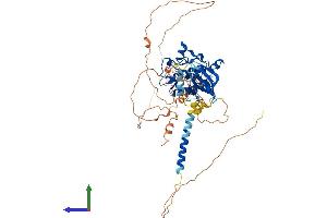 AlphaFold protein structure predicition of Human Recombinant WEE2 Protein, UniprotID P0C1S8
