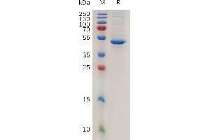 Mouse BAFF Protein, hFc Tag on SDS-PAGE under reducing condition.