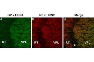 Colocalization of HCN4 and HCN2 in mouse thalamus - Immunohistochemical staining of mouse thalamus frozen section using Guinea pig Anti-HCN4 Antibody (ABIN7043283, ABIN7045364 and ABIN7045365) and rabbit Anti-HCN2 Antibody (ABIN7043279, ABIN7044940 and ABIN7044941).