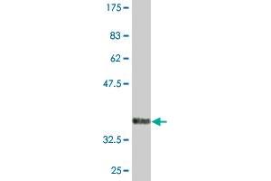 Western Blot detection against Immunogen (36.