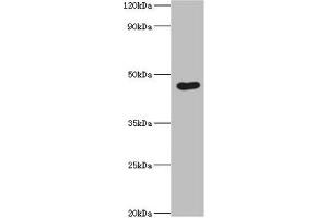 Western blot All lanes: Egl nine homolog 1 antibody at 12 μg/mL + Rat brain tissue Secondary Goat polyclonal to rabbit IgG at 1/10000 dilution Predicted band size: 47, 44, 37 kDa Observed band size: 47 kDa